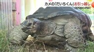 「寒いのムリ…」ゾウガメ・だいちくんが冬支度　園児に見守られ暖房小屋へ“お引越し”（鳥取・米子市）
