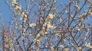 「春の訪れ」長野県飯田市で『竜峡小梅』の開花進む　週末は4月上旬並みの暖かさ予想