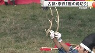 江戸時代から続く伝統行事　古都・奈良の「鹿の角切り」