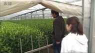 休校やイベント自粛…ユリの価格は半値近くに “花を家庭で”【佐賀県太良町】