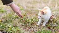 動物からの感染症で女性が死亡…注意すべき「ペットとの濃厚なふれあい」とはどの程度?