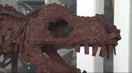 リアルな恐竜骨格!?材料は自転車部品 4代目店主の廃材アートが話題【佐賀県】