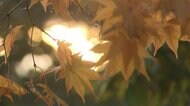 にぎわう秋晴れの各地 秋の風物詩 紅葉やススキ...