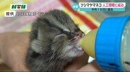 長崎県の対馬のみに生息するツシマヤマネコの赤ちゃん 国内初の人工授精に成功