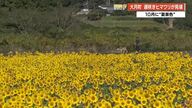 「まるで黄色いじゅうたん」秋空の下広がる満開のヒマワリ　大月町で今が見頃【高知】