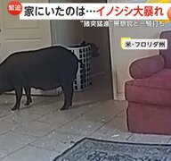 「130kg以上はあるな…」巨大イノシシが家の中で大暴れ　“敵意むき出し”警察官に猪突猛進の一騎打ち　アメリカ・フロリダ州