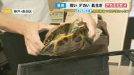 「アカミミガメ」が販売・野生放流“禁止”に　40年も生きる…小さい頃はミドリガメ　神戸市が異例取り組み【兵庫発】