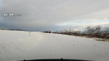 伐採されたシラカバ並木（2025年1月14日午前8時頃）