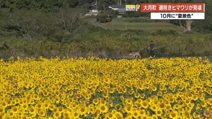 「まるで黄色いじゅうたん」秋空の下広がる満開のヒマワリ　大月町で今が見頃【高知】