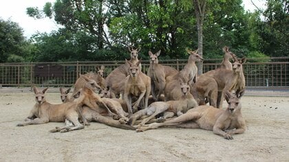 「箱推ししたい」カンガルーがアイドルグループのようなフォーメーションに！？どうしてこうなったのか状況を聞いた