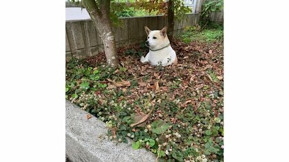 自ら掘った庭の穴が“自宅警備”の待機場所？地面から生える犬がかわいい…入る理由を飼い主に聞いた