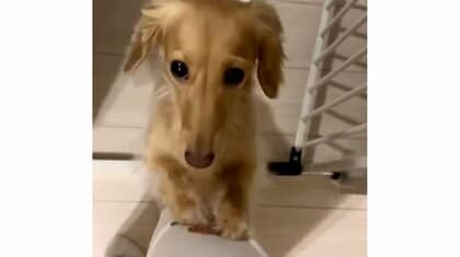 飼い主にシャカシャカ！雷が苦手なダックスが怖くなって“抱っこ要請”…その後は落ち着いたのか続きを聞いた