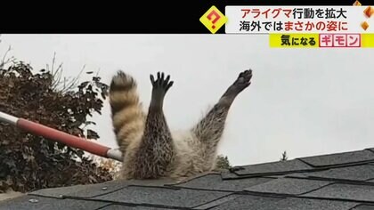 【害獣アライグマ】カナダ“おしり丸見え”で屋根突き刺さる…救助した業者威嚇　北海道では畑など荒らされる被害多発