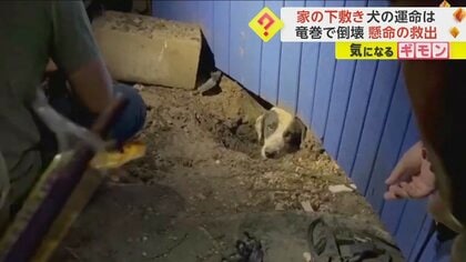 【TV局スタッフが救出】犬が倒壊した家の下敷きに…竜巻被害取材中発見　“サラミスティック”作戦成功　米・テキサス