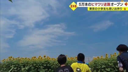 満開でお出迎え 5万本で作られた「ヒマワリ迷路」 …東京の小学生も広い空の下 “夏の思い出に”【山形発】