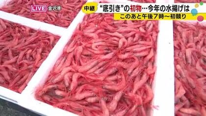 「海のルビー」のような底引きの甘エビ今季初水揚げ、今年は例年より少なめかも…金沢港から生中継