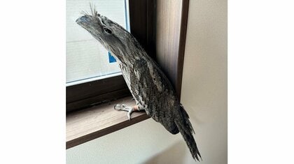 「こんなに細くなるのね」ふわふわ羽毛の“ガマグチヨタカ”の擬態姿に驚き…どんな鳥なのか生態を動物園に聞いた