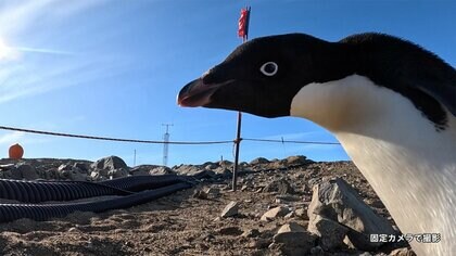 南極・昭和基地に可愛いお客さん　アデリーペンギンがカメラに大接近