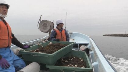 大阪湾を海の森に　30年前「環境にやさしい空港を」目指した関空の“藻場”の今　一大プロジェクト始動【大阪発】