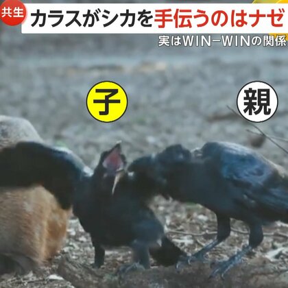 シカの首が傾くほどツノを思い切り引っ張るカラス　“皮をはがしたいシカ”と“栄養補給したいカラス”　実はWIN-WINの関係　奈良公園