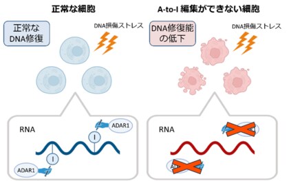 RNAの“書き換え”がDNAを守る！ ～エピトランスクリプトーム解析が示すゲノム防御の新たな仕組み～