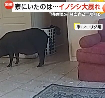 「130kg以上はあるな…」巨大イノシシが家の中で大暴れ　“敵意むき出し”警察官に猪突猛進の一騎打ち　アメリカ・フロリダ州