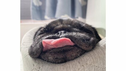 舌が出てるよ…パグの魅力が詰まった“寝姿”がかわいすぎる! いつもこうなのか飼い主に聞いた