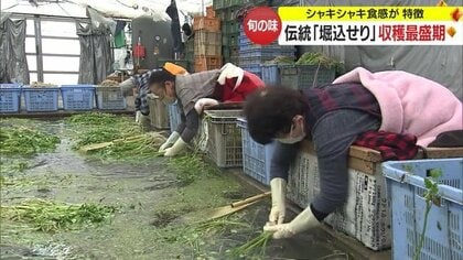 冬の味覚「堀込せり」収穫最盛期 一日7時間の作業は“箱の中”で? 昔ながらの独特な風景【山形発】