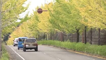 「気持ちが軽やかに」高知市春野町のイチョウ並木　緑と黄色の美しいグラデーションが見頃