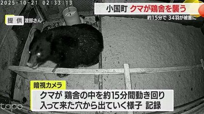 ブランド鶏がクマに食い荒らされる…ひな鳥36羽が2羽に　電気柵しても効き目なし　山形・小国町