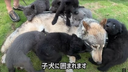 「おじじ、孫には甘い」オオカミの血が入った犬が“自分の孫”にはされるがまま…見た目とのギャップを飼い主に聞いた