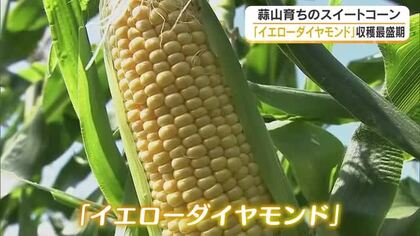 蒜山でスイートコーンの収穫最盛期　【岡山・真庭市】