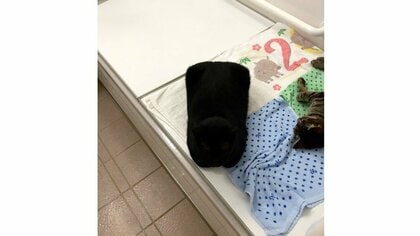 本当に猫なの？風呂場の“四角い枕”に大反響…どんな体勢だったのか飼い主に聞いた