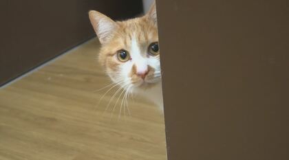 ペットを「買う」から「迎える」へ　生体販売から譲渡に切り替え「保護猫迎える選択肢を当たり前に」長野県内の商業施設で初めて譲渡施設が誕生