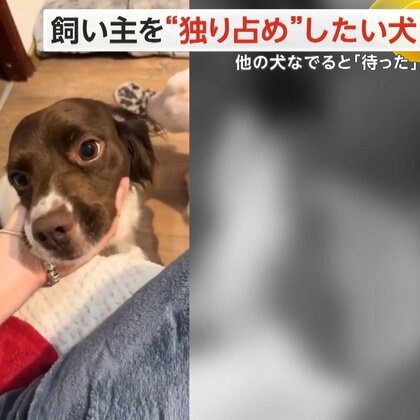 飼い主を“独り占め”したい子犬　ほかの犬をなでると「待った」と前足をチョコン　なでてもらうと満足げ　ヨーロッパ