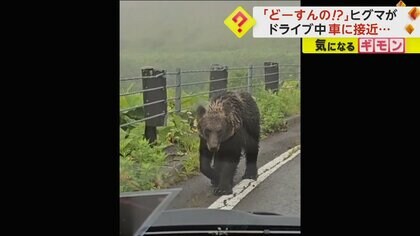 どーすんの！?」ドライブ中にヒグマと遭遇 アクセルふかしても逃げず
