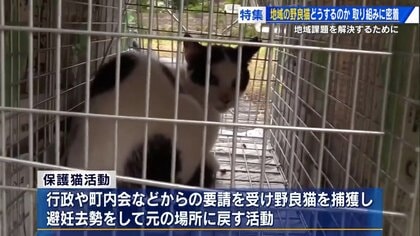 猫は天使」32匹との暮らしに月40万円 身銭を切って保護活動を続ける