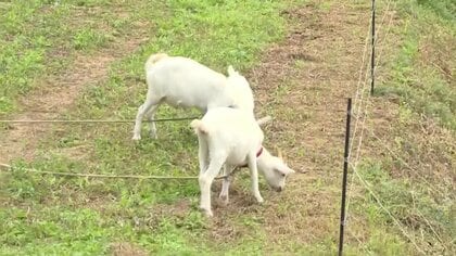 ヤギで草刈り」が大人気 黙々と草食べて除草 1日100円でレンタル…環境