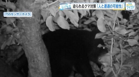 ナシ農園にクマ！ 被害200個の日も　収穫本番を前に「もうなくなります…」農家が悲鳴【広島発】