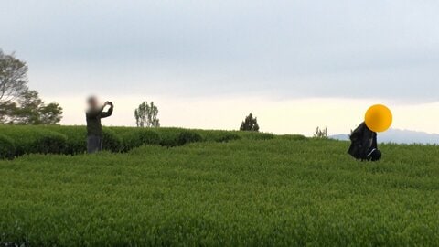 「富士山と茶畑」の“絶景”　映え求め、立ち入り禁止の茶畑に侵入の“迷惑行為”…落書き・ごみも　直撃取材に「ごめんなさい」