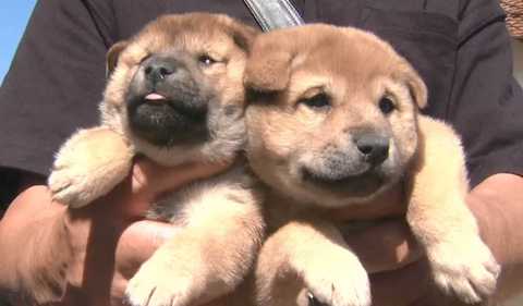 一時は絶滅の危機 山陰柴犬 に赤ちゃん誕生 コスプレ柴犬はお店の 看板犬 に