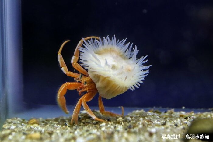 ヤドカリの背中に乗っている白いイソギンチャクが「ヒメキンカライソギンチャク」
