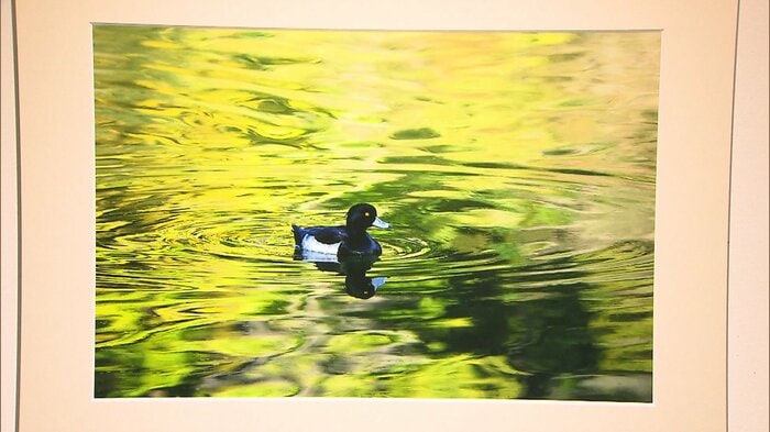 「キンクロハジロ」 