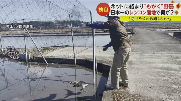 野鳥を救出したレンコン農家の村上さん