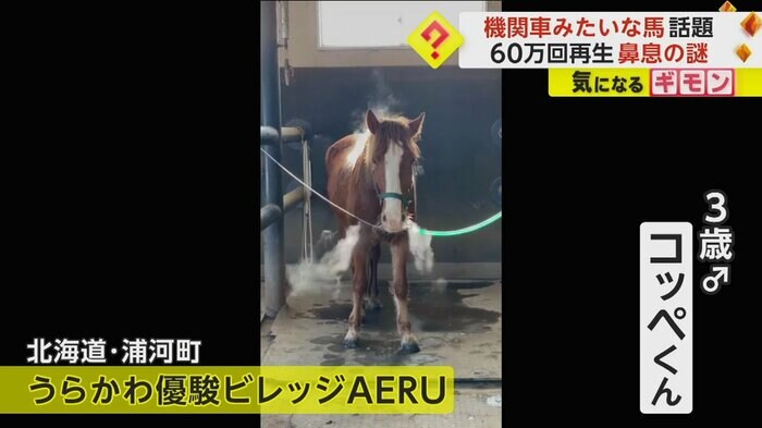 (うらかわ優駿ビレッジAERU)