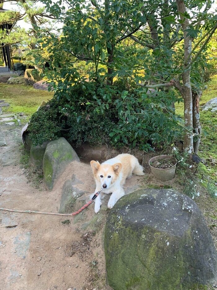 ももちゃん