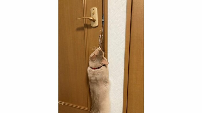 扉を開けることが出来るという2匹 たしかに扉にも傷が…