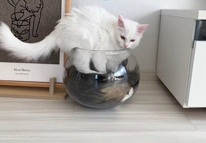 ボウルに入ろうとするマオくん