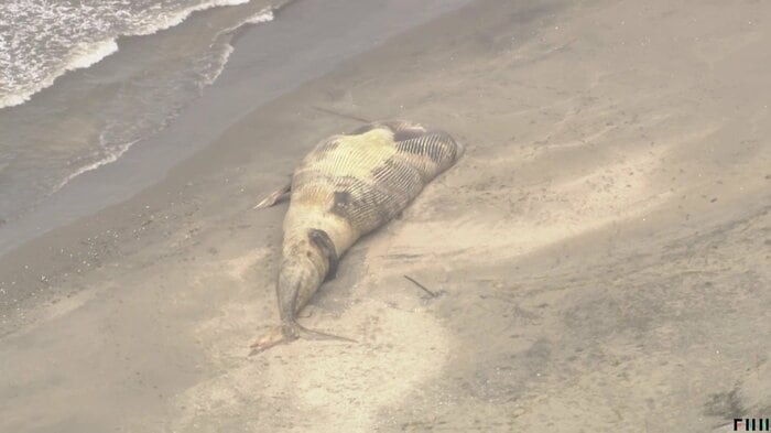 すでに白くなったクジラの死骸（23日 千葉・匝瑳市）