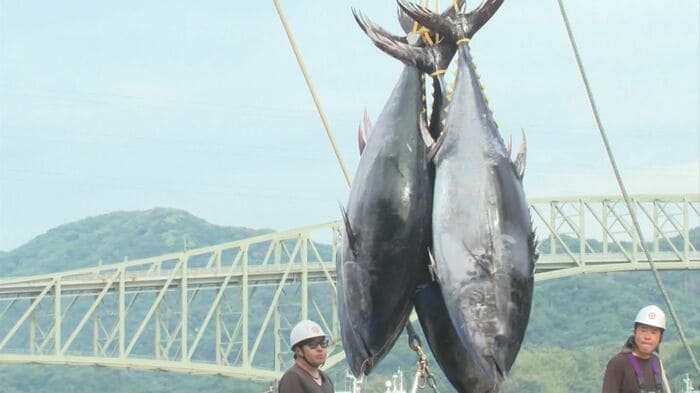 水揚げされるクロマグロ（鳥取・境港）